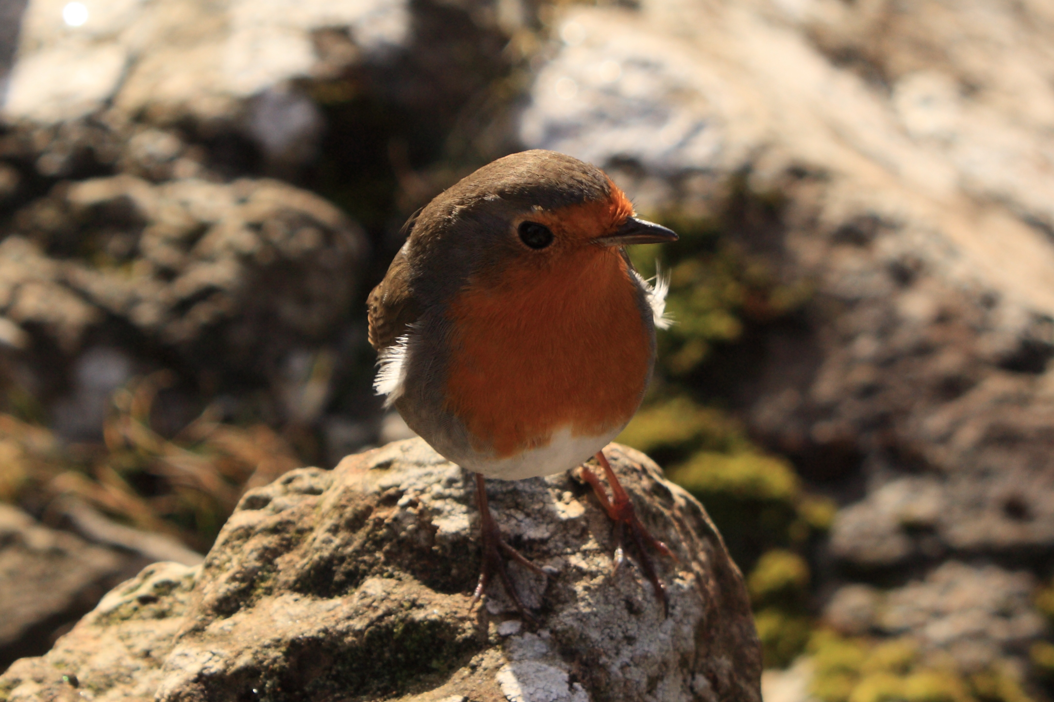 A robin on top of the Prison