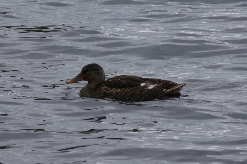 Duck on Loch Insh